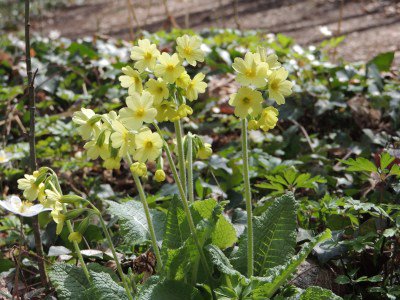 Sleutelbloemen in ht Savelsbos